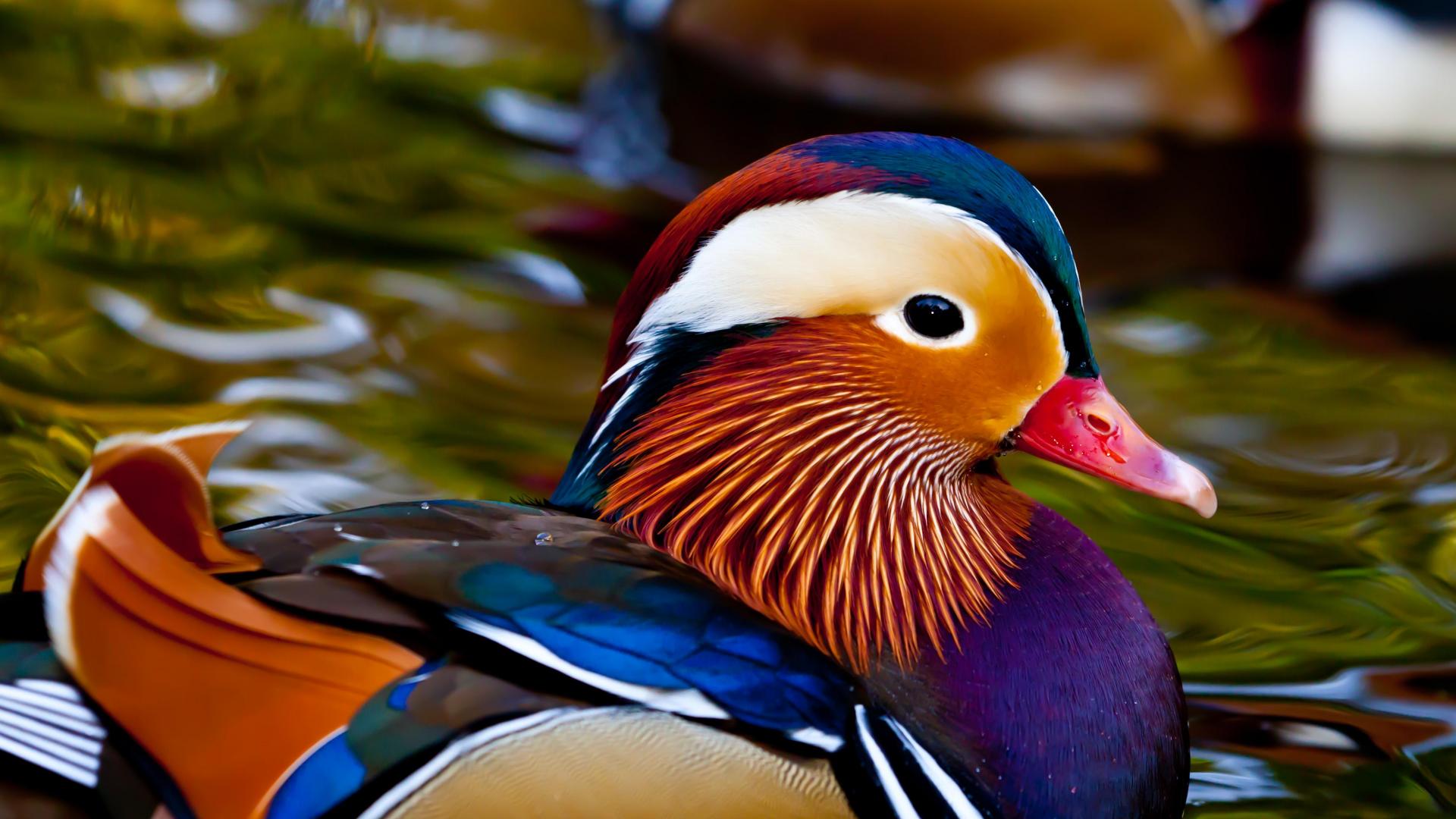 6951531-mandarin-duck.jpg