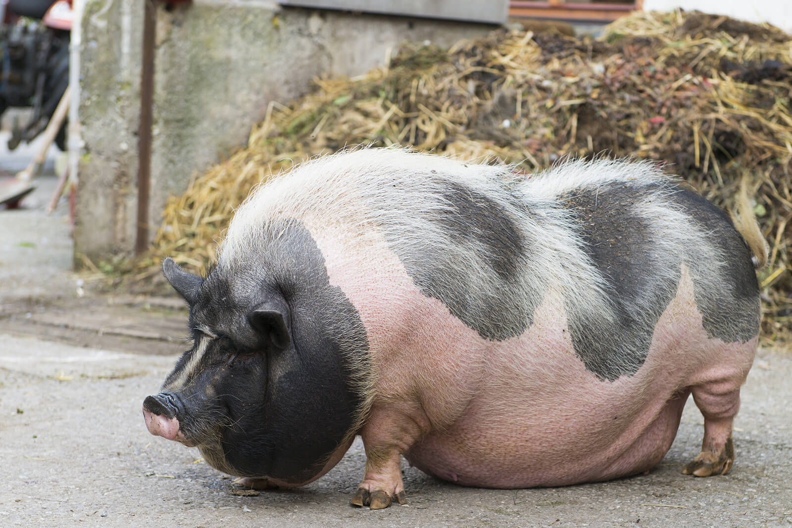 vietnamese-potbelly-pigs-curacao-zoo-parke-tropikal