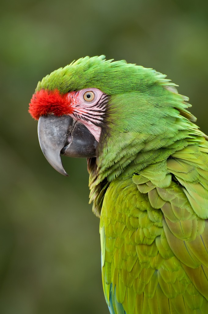 Military Macaw Curacao ZOO [Parke Tropikal]