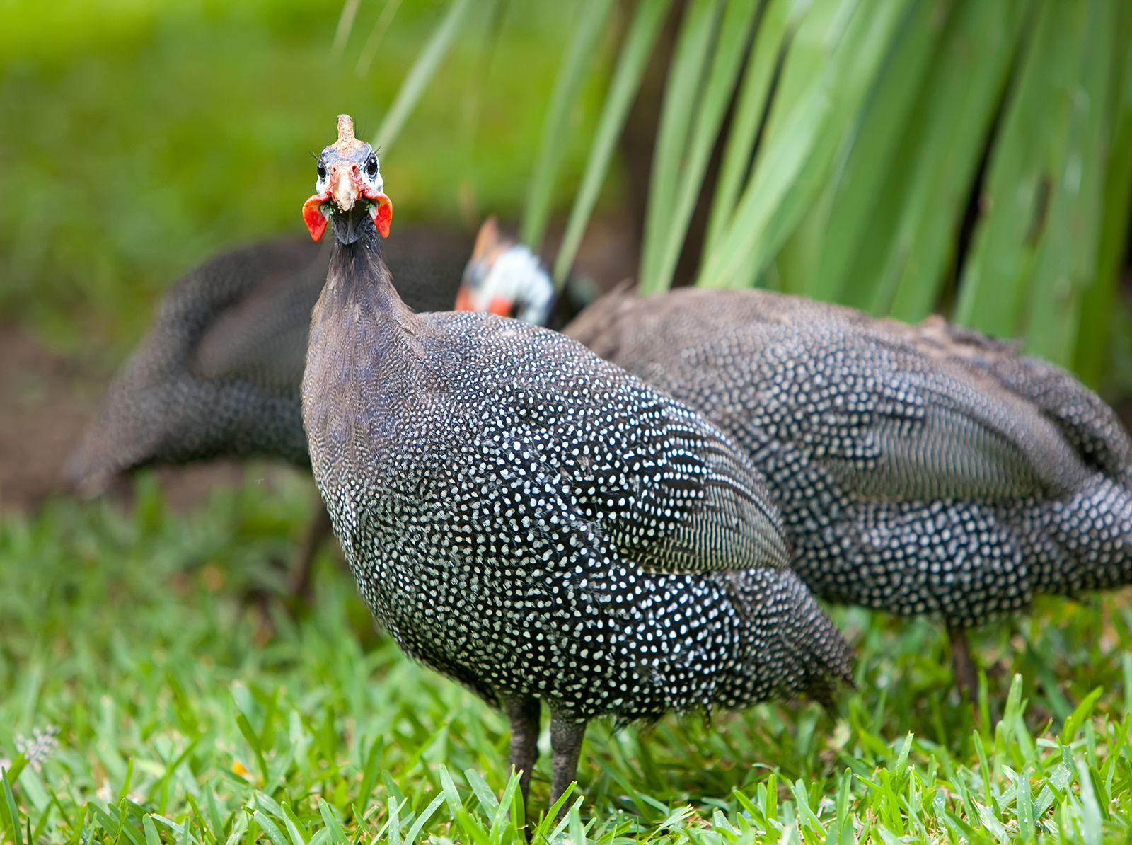 Guinea Fowl - Curacao ZOO - [Parke Tropikal]