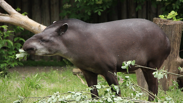 South American Tapir - Curacao ZOO - [Parke Tropikal]