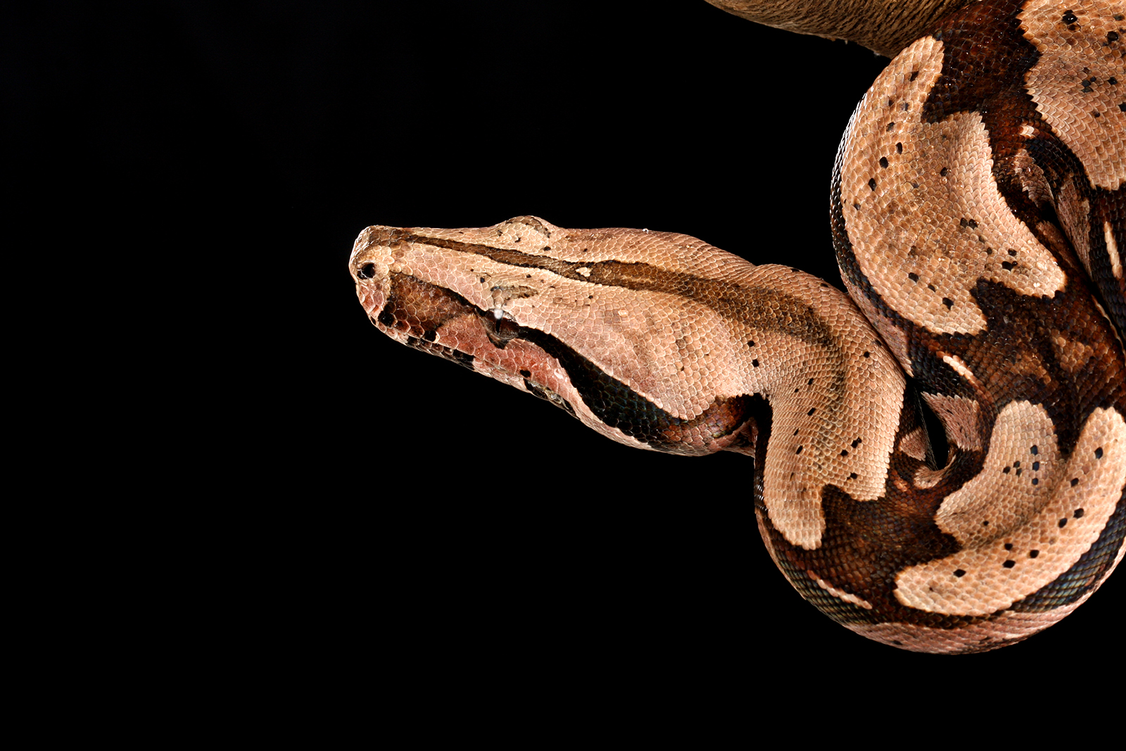 Red Tail Boa Curacao ZOO Parke Tropikal 