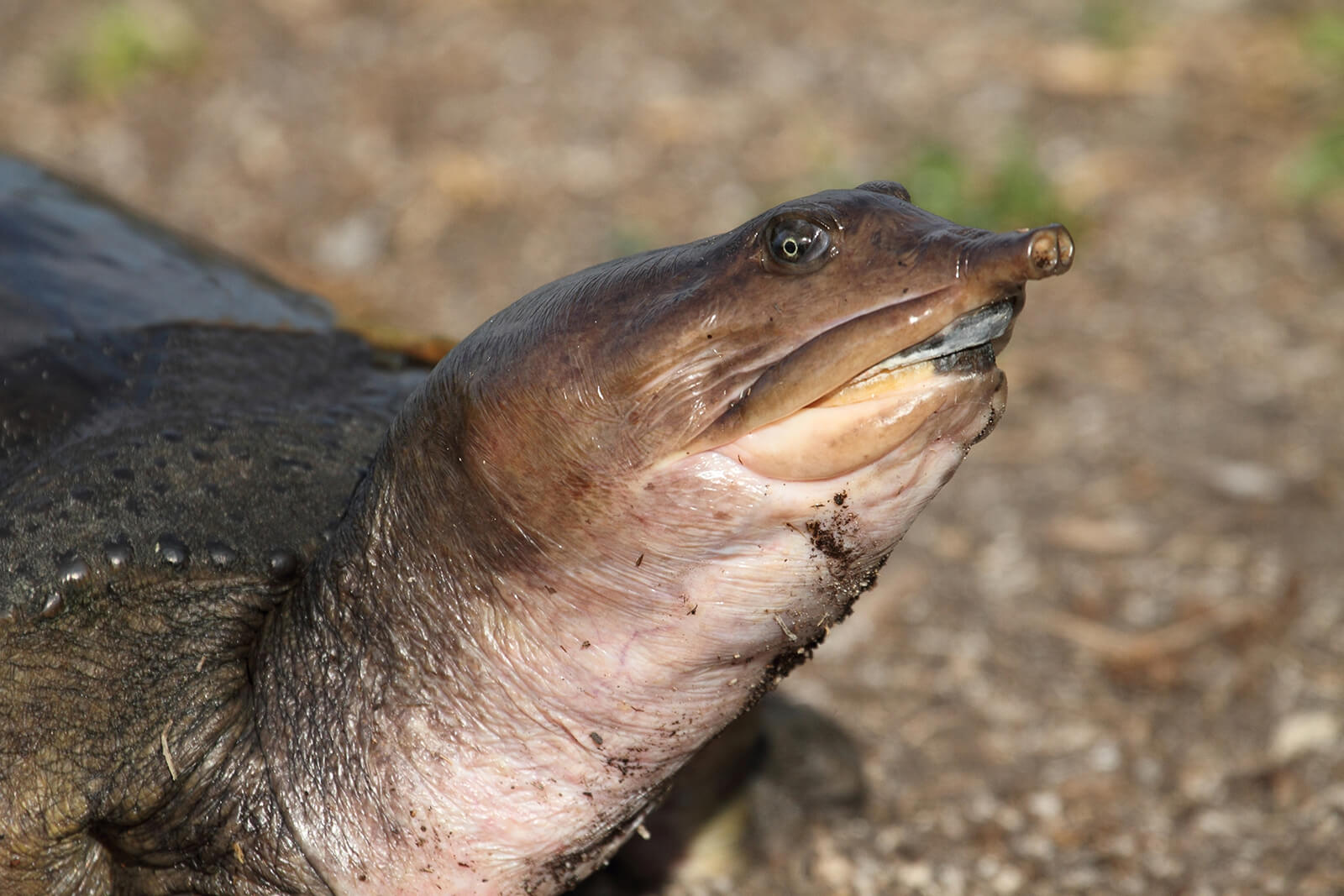 Spiny Soft Shell Turtle Curacao ZOO Parke Tropikal 