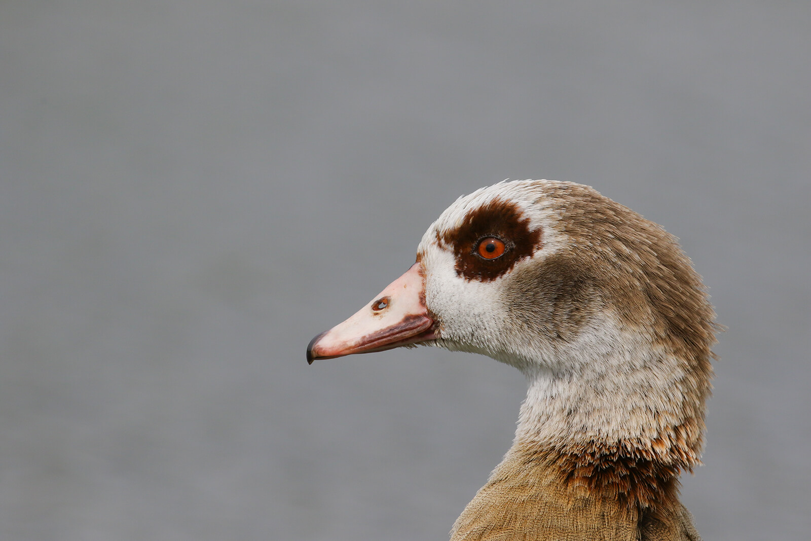 Nile Geese - Curacao ZOO - [Parke Tropikal]