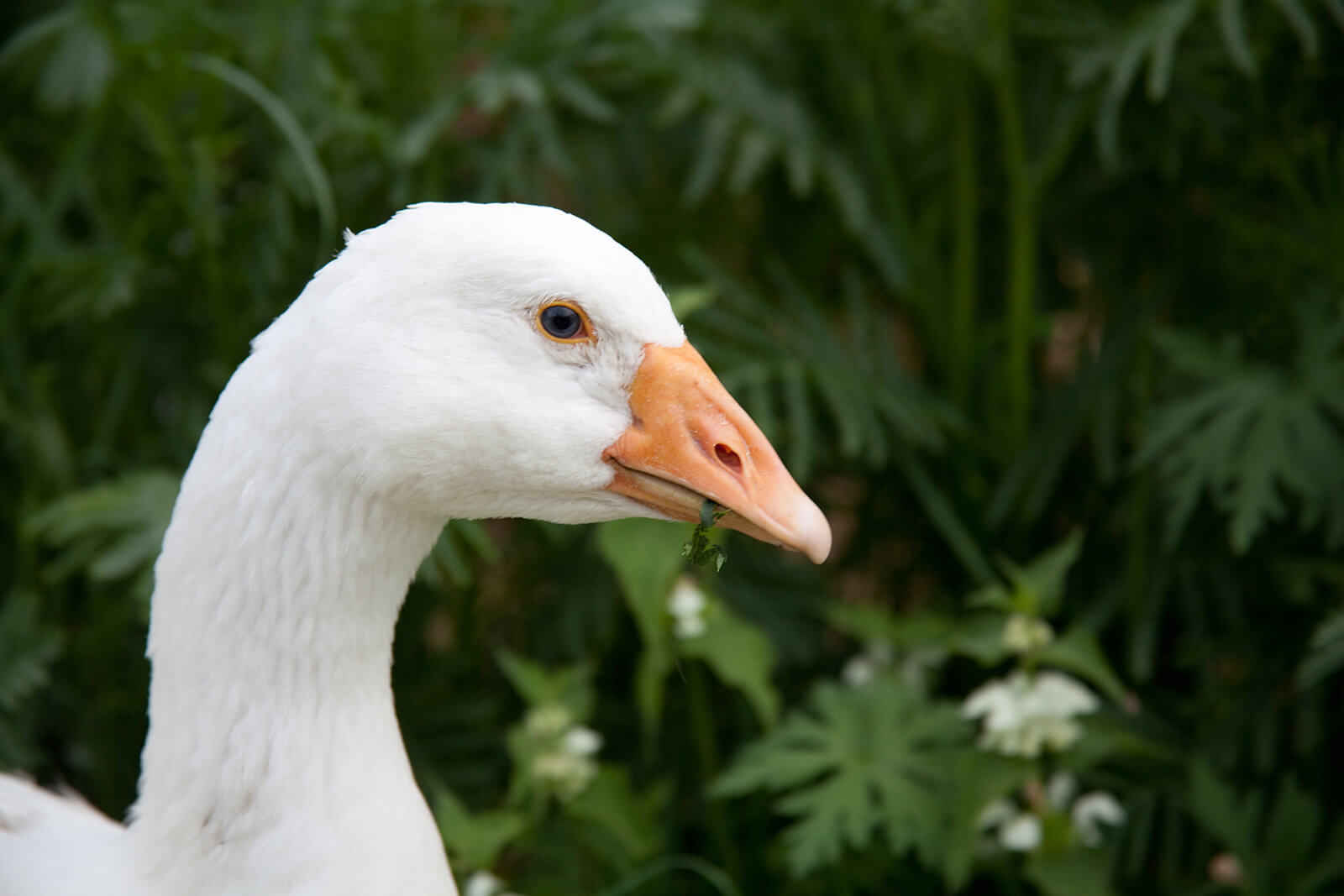 Embden Goose Curacao Zoo Parke Tropikal