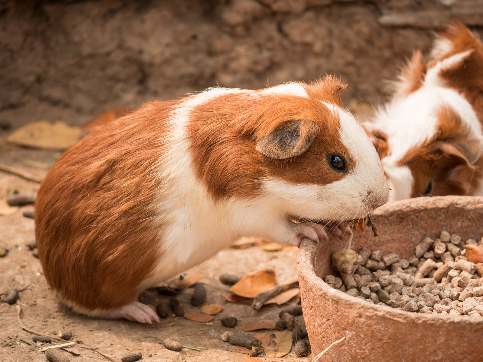 guinea-pigs-curacao-zoo-parke-tropikal