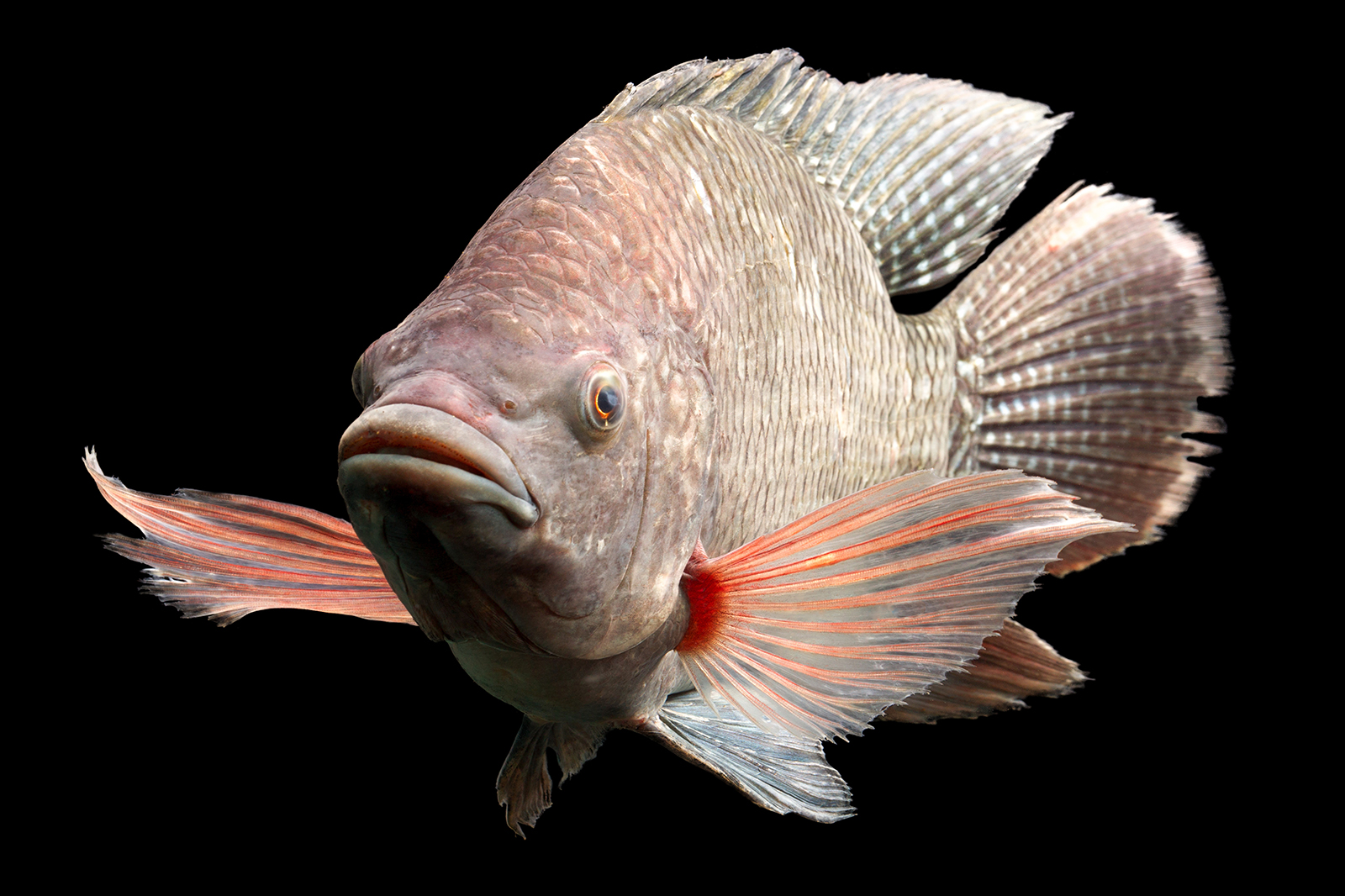 Tilapia Fish Curacao ZOO Parke Tropikal 